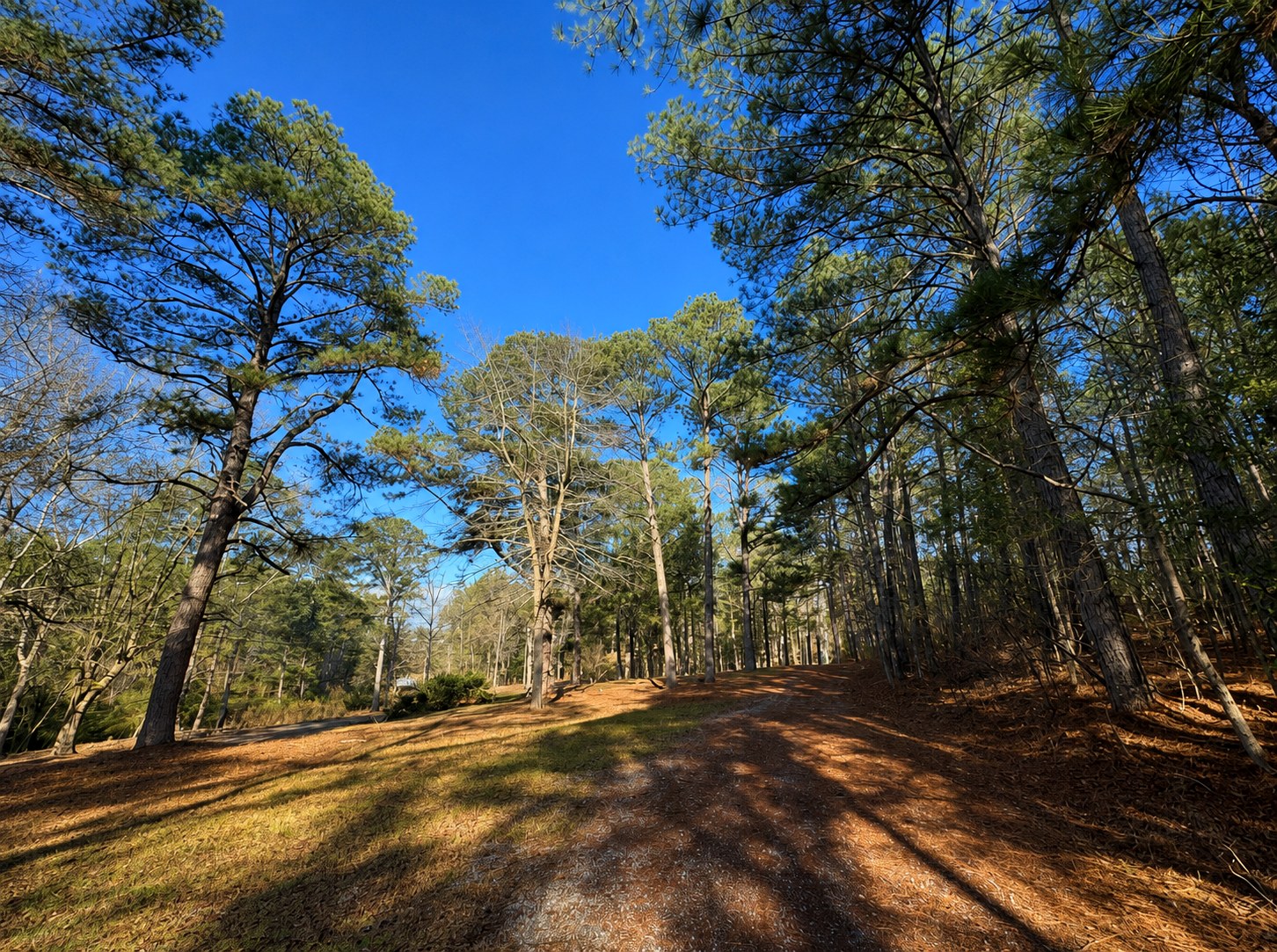 Tree-lined gravel road at the campground